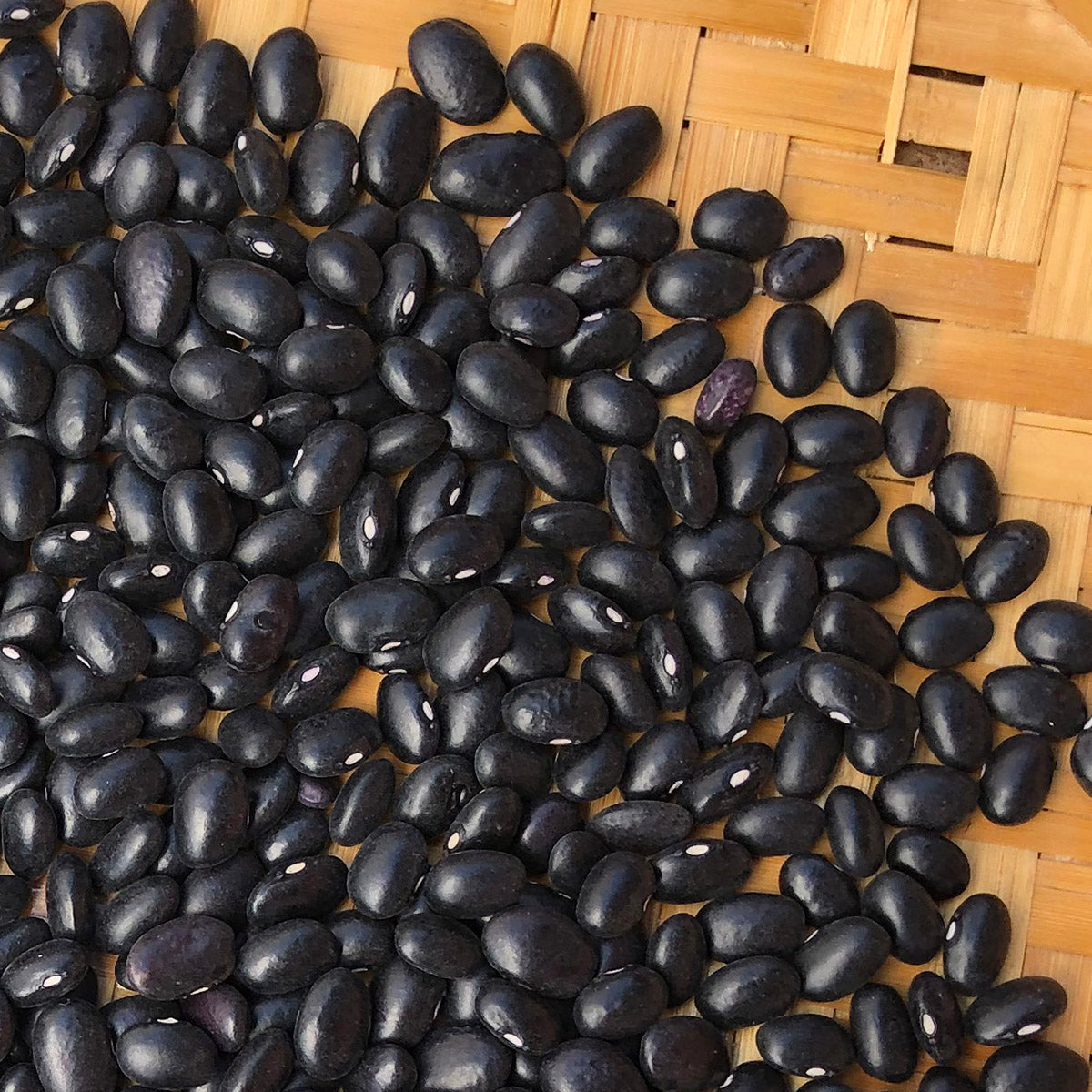 Dolores de Hidalgo Frijol Negro