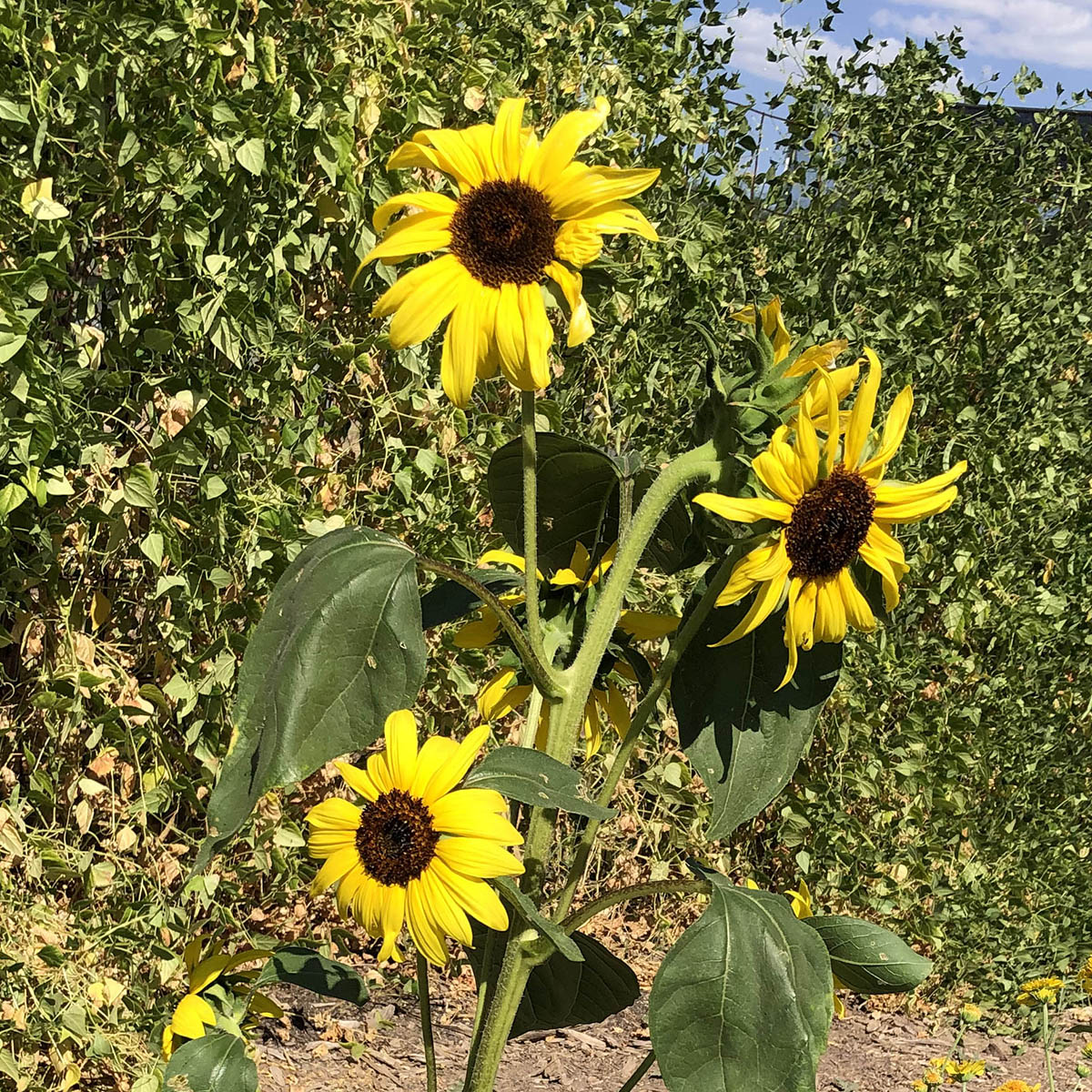 Havasupai Small-seeded