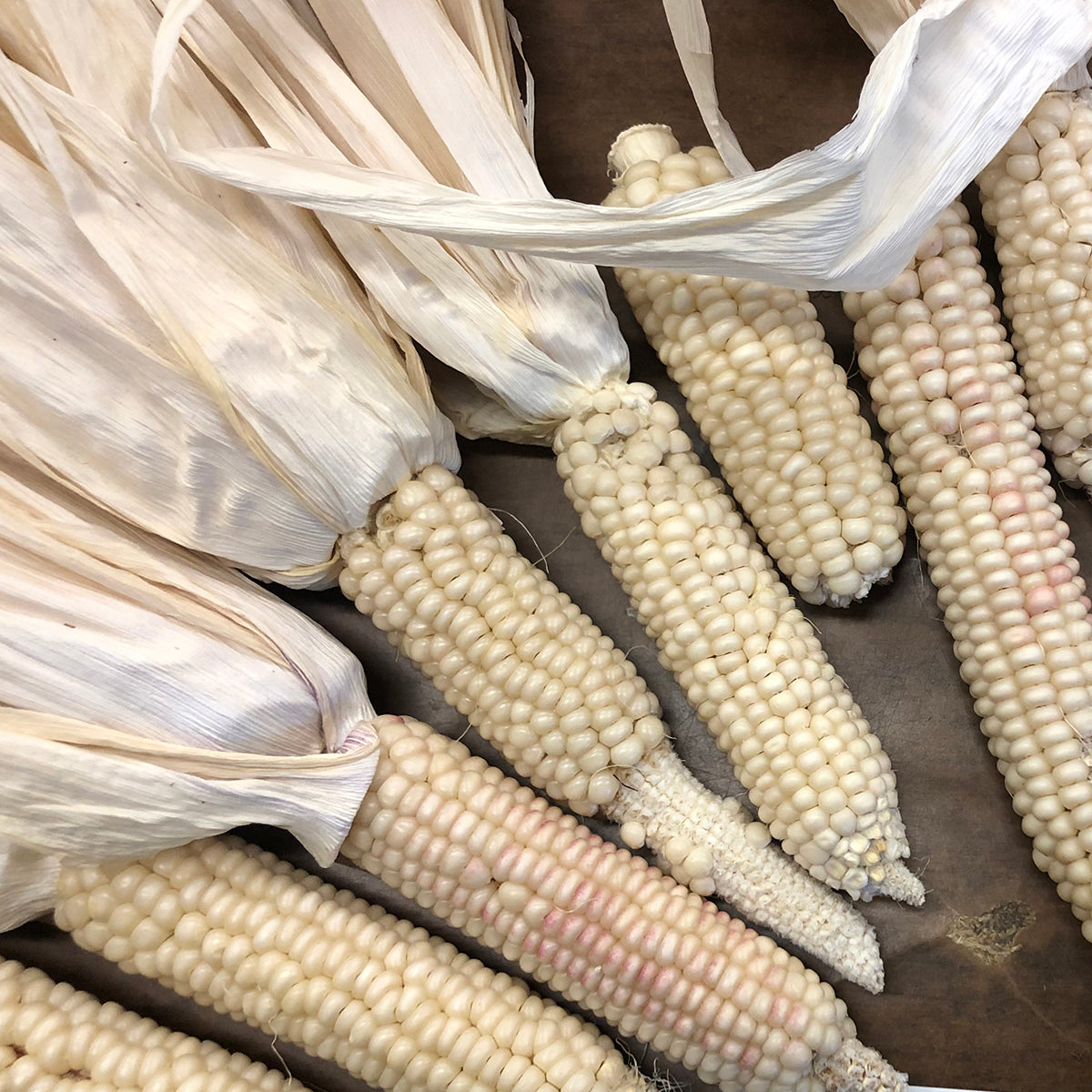 Jicarilla Apache White