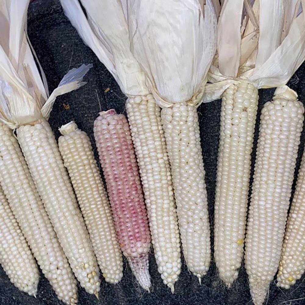 Jicarilla Apache White