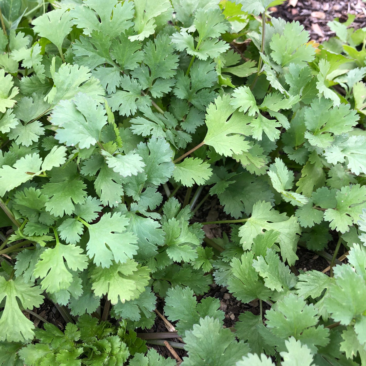 Mayo Cilantro