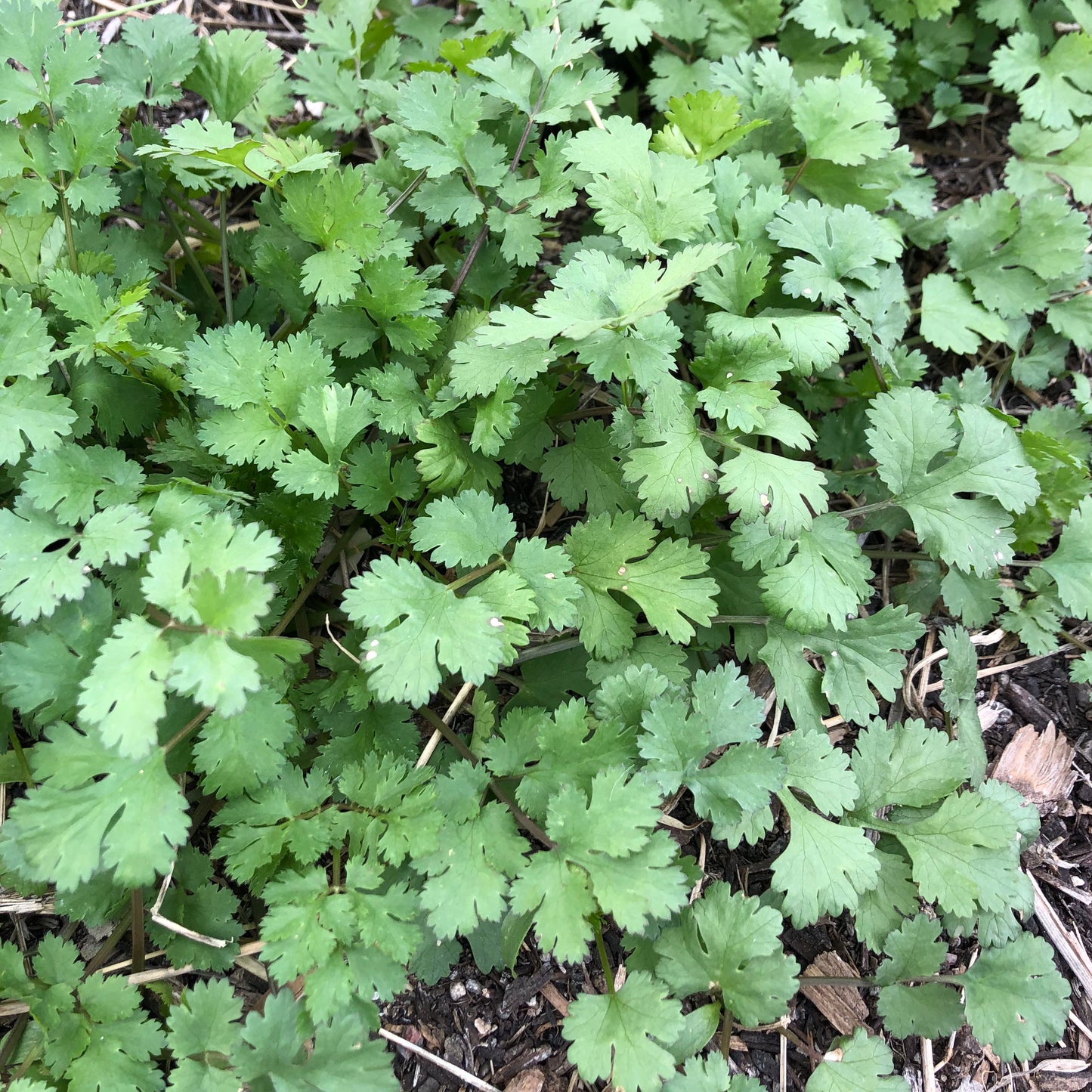 Mayo Cilantro
