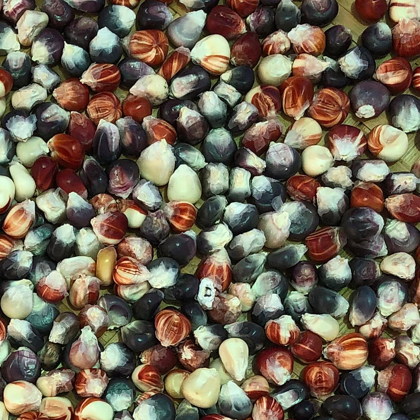 Rarámuri Multicolor