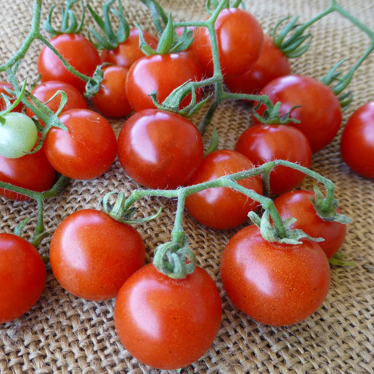 Texas Wild Cherry