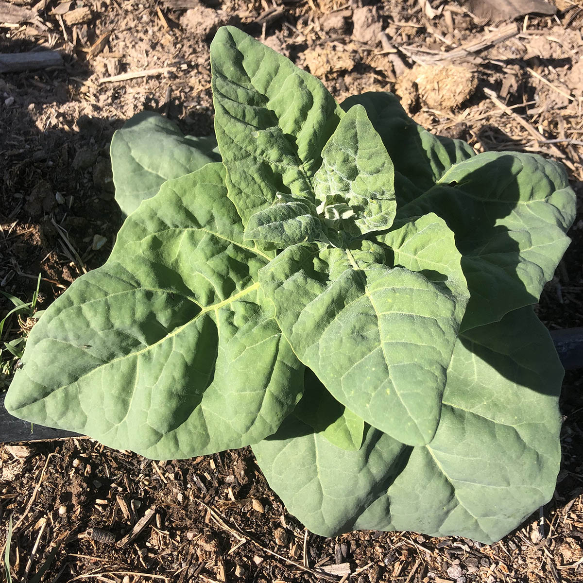 Abiquiu Mountain Spinach