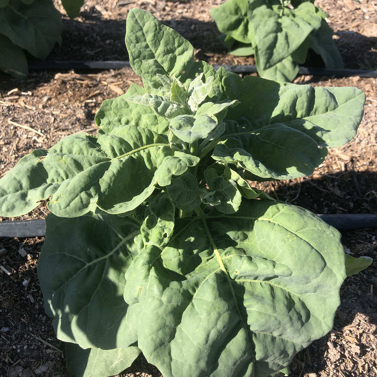 Abiquiu Mountain Spinach