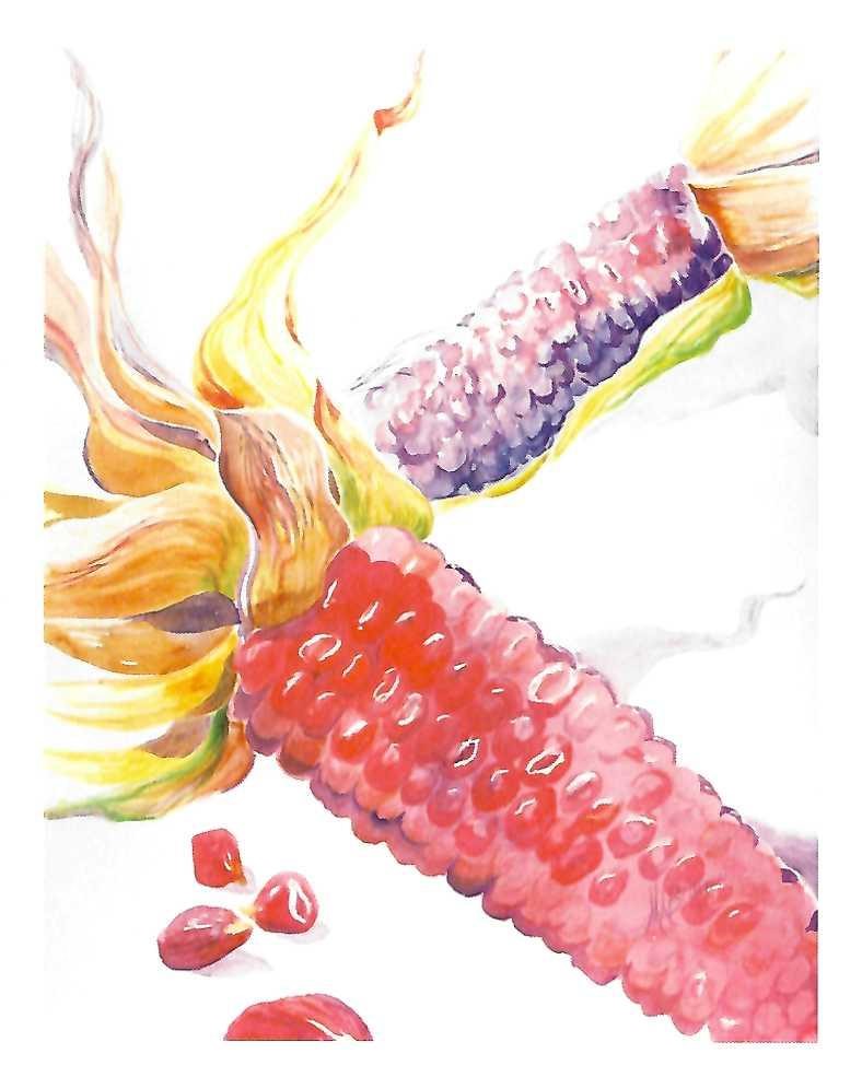 Blank notecards, featuring a print of the watercolor painting "Apache Red Corn" by Tucson artists Martha Ames Burgess and Virginia Wade Ames. On the reverse side of each card, there is a detailed description of the subject. Card is 4x5 inches and includes a white envelope.