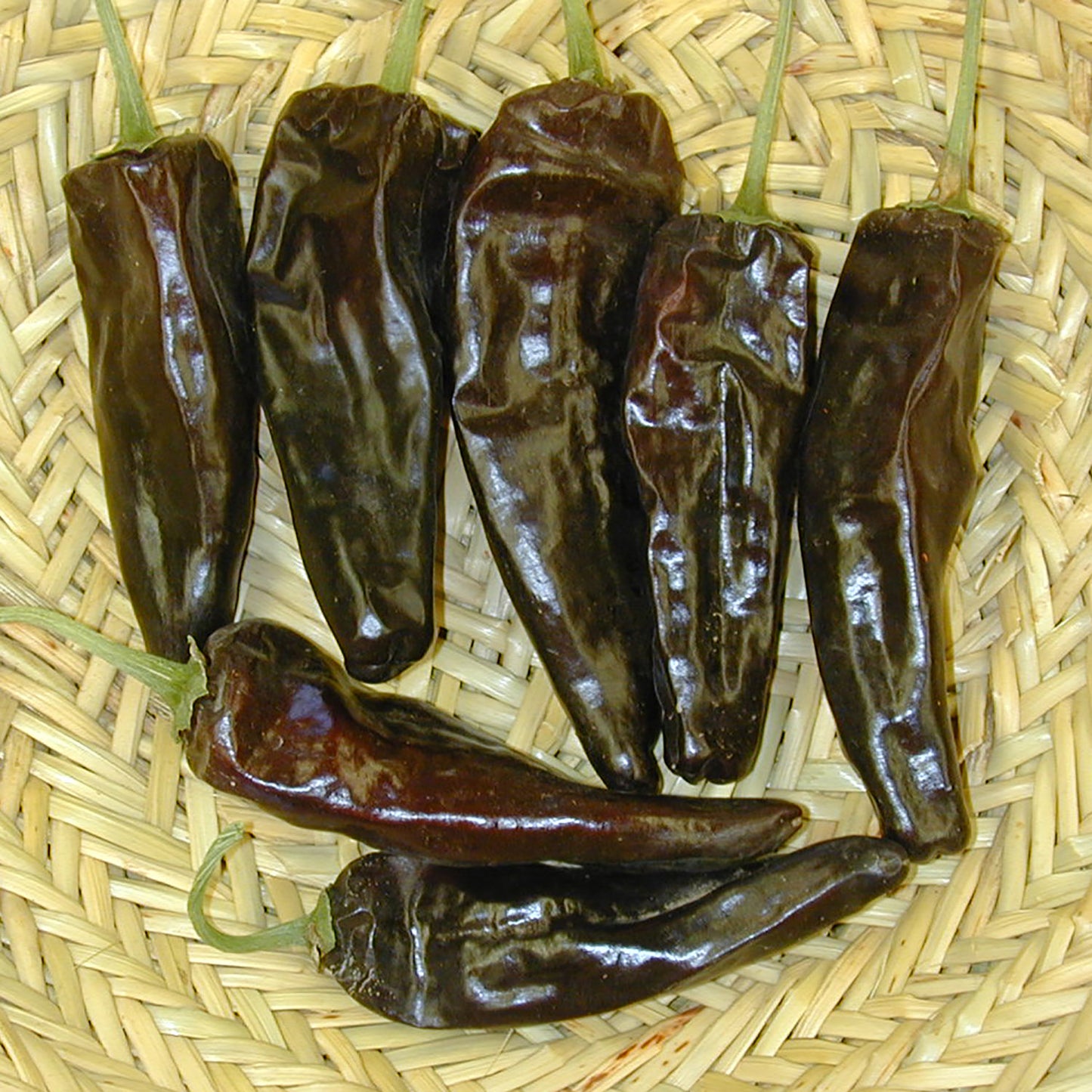 Chile Negro