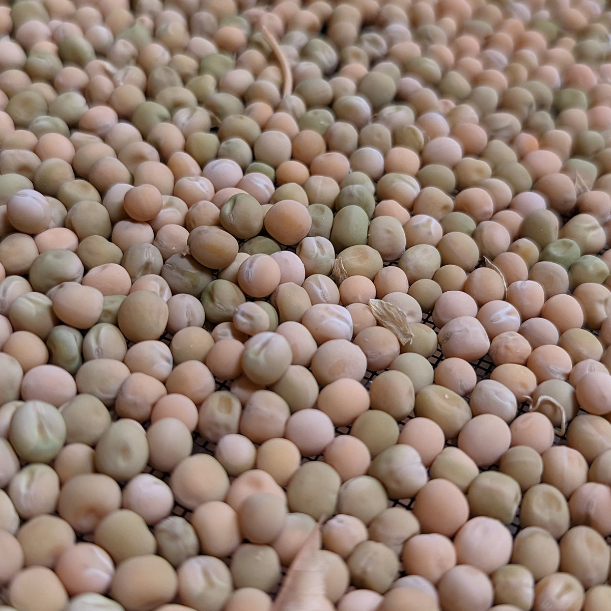 Colorado Pea