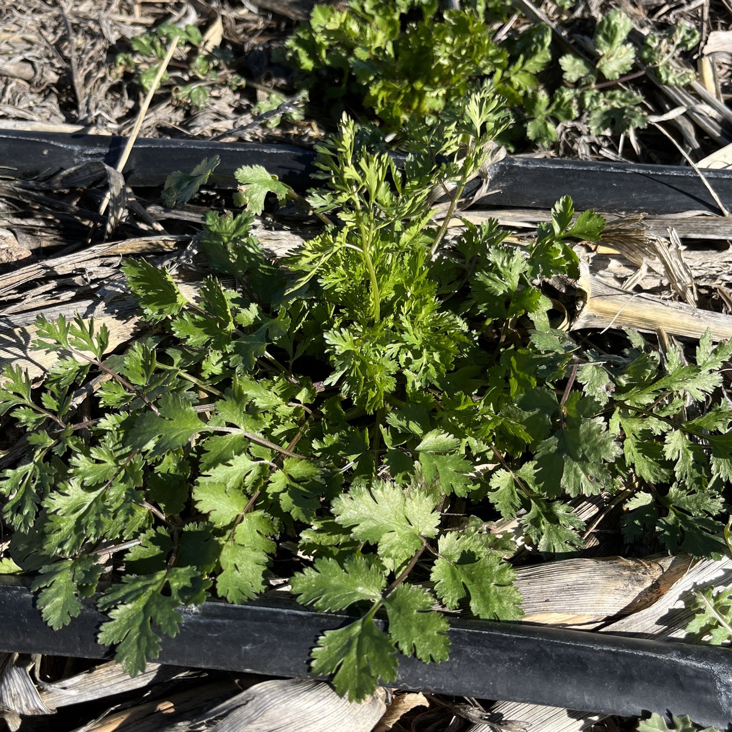 Mayo Cilantro