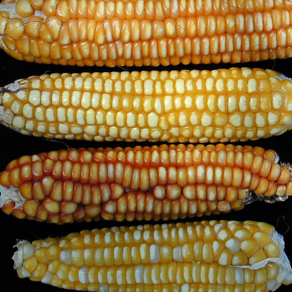 Tabloncillo Perla