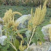 Mexican Grain