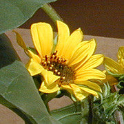 Havasupai Small-seeded