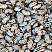 Chihuahuan Ojo de Cabra