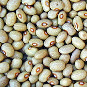 Bolas Maycoba
