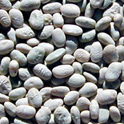 Sacaton White