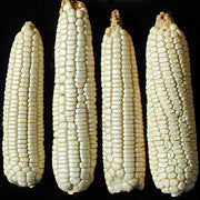 Mayo Tosabatchi