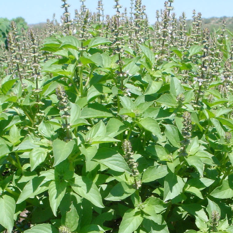 Mrs Burns' Famous Lemon Basil