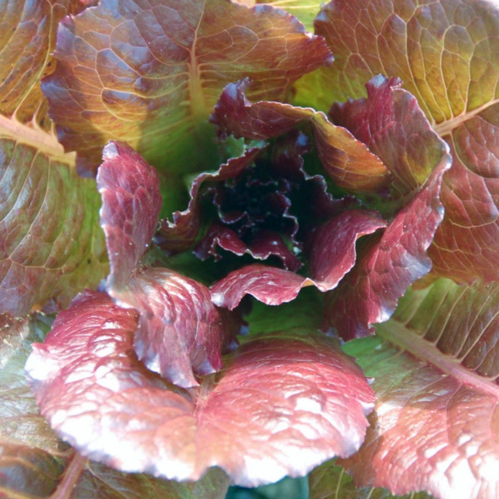 Cimmaron Romaine