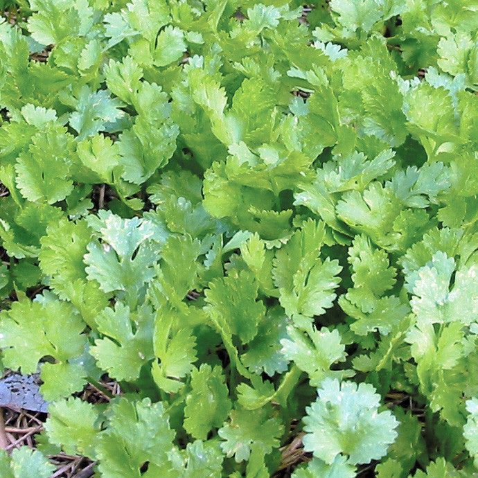 Calypso Cilantro