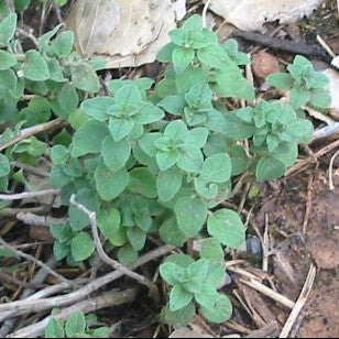 Origanum vulgare hirtum. Taste the best strain of any oregano we have found- deep, genuine, oregano flavor! Pinkish-white flowers decorate this herb that doubles as a perfect ground cover. The plant has soft gray-green leaves, and the branches tend to spread rather than remain upright.  Not from our seed bank collection, but your purchase supports our conservation mission.  12-18" tall. Approx. 0.1g/200 seeds per packet.
