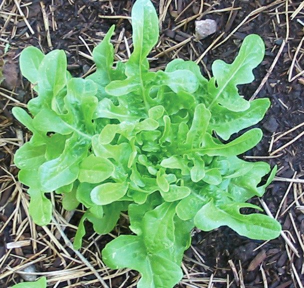 Oakleaf Looseleaf