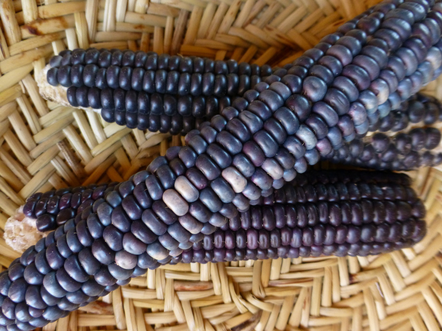 Sakwapu
