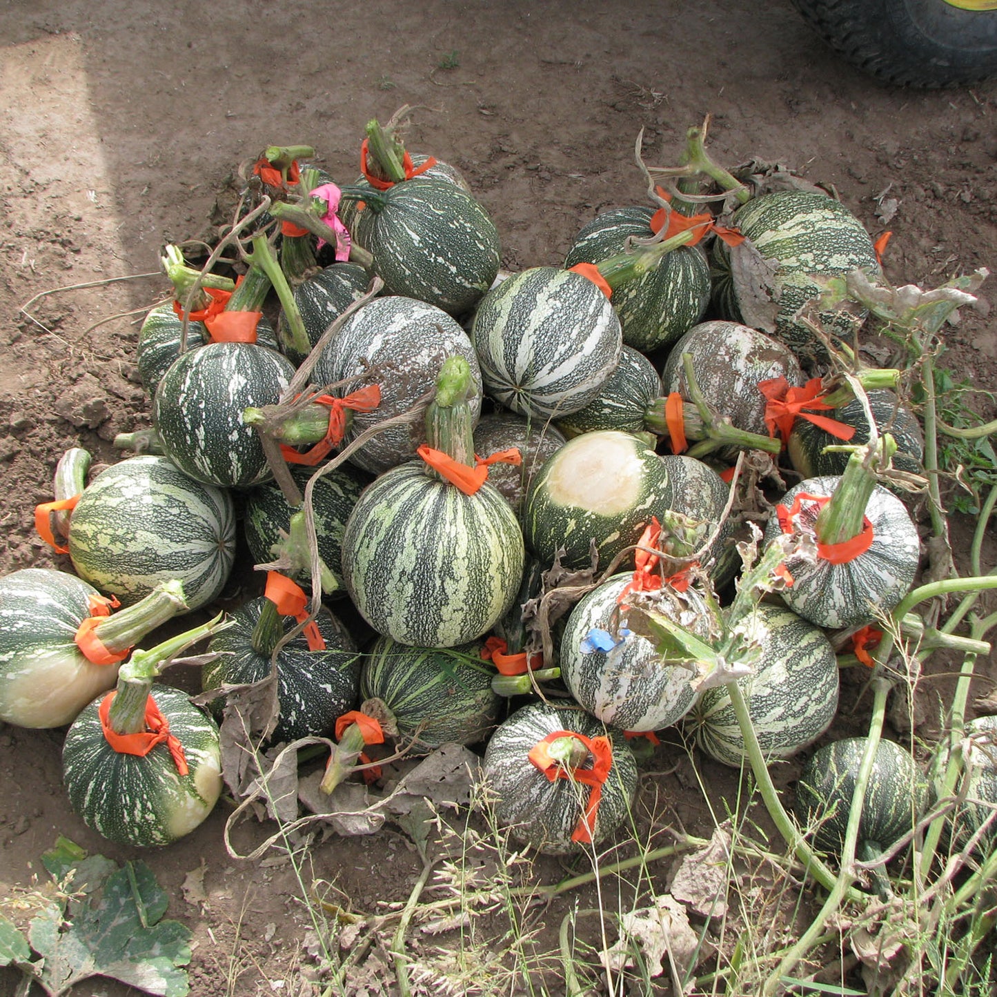 Halawe Chipu