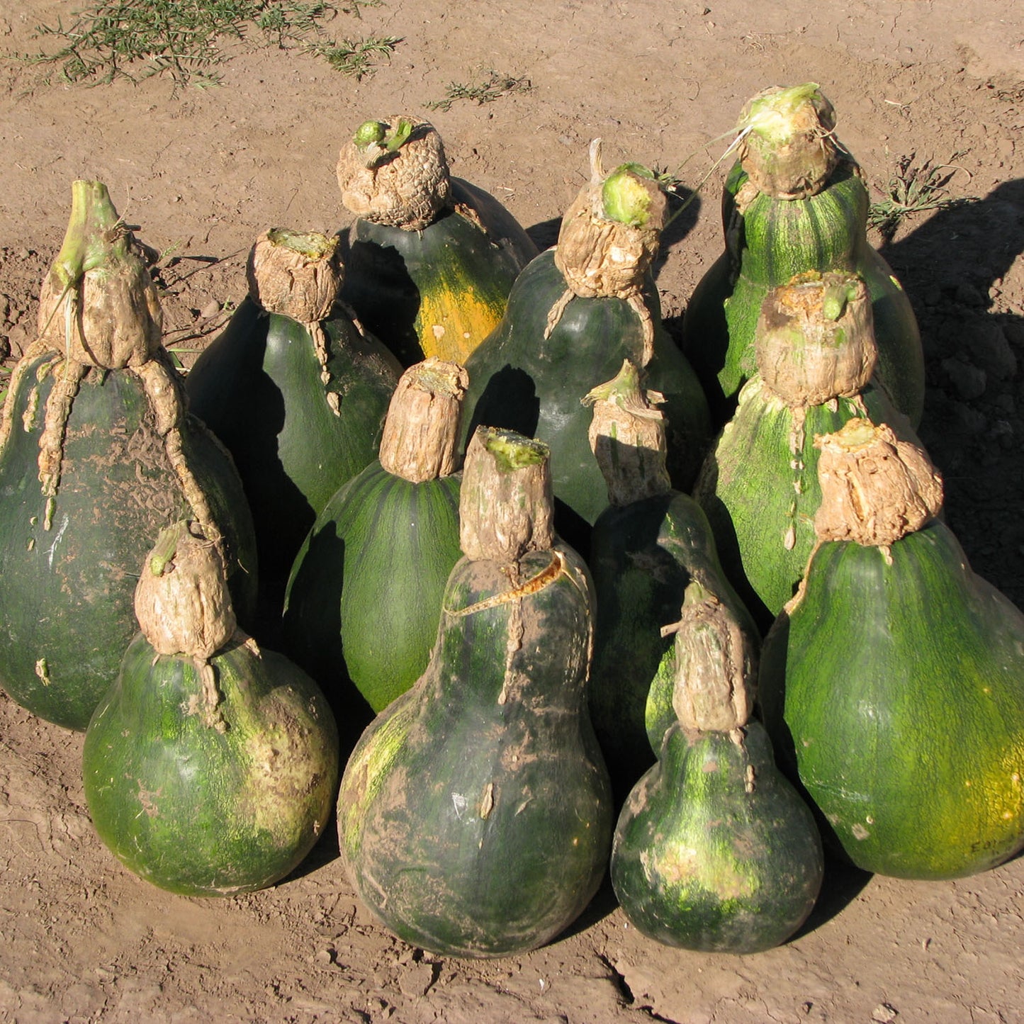 Papalote Ranch Cushaw
