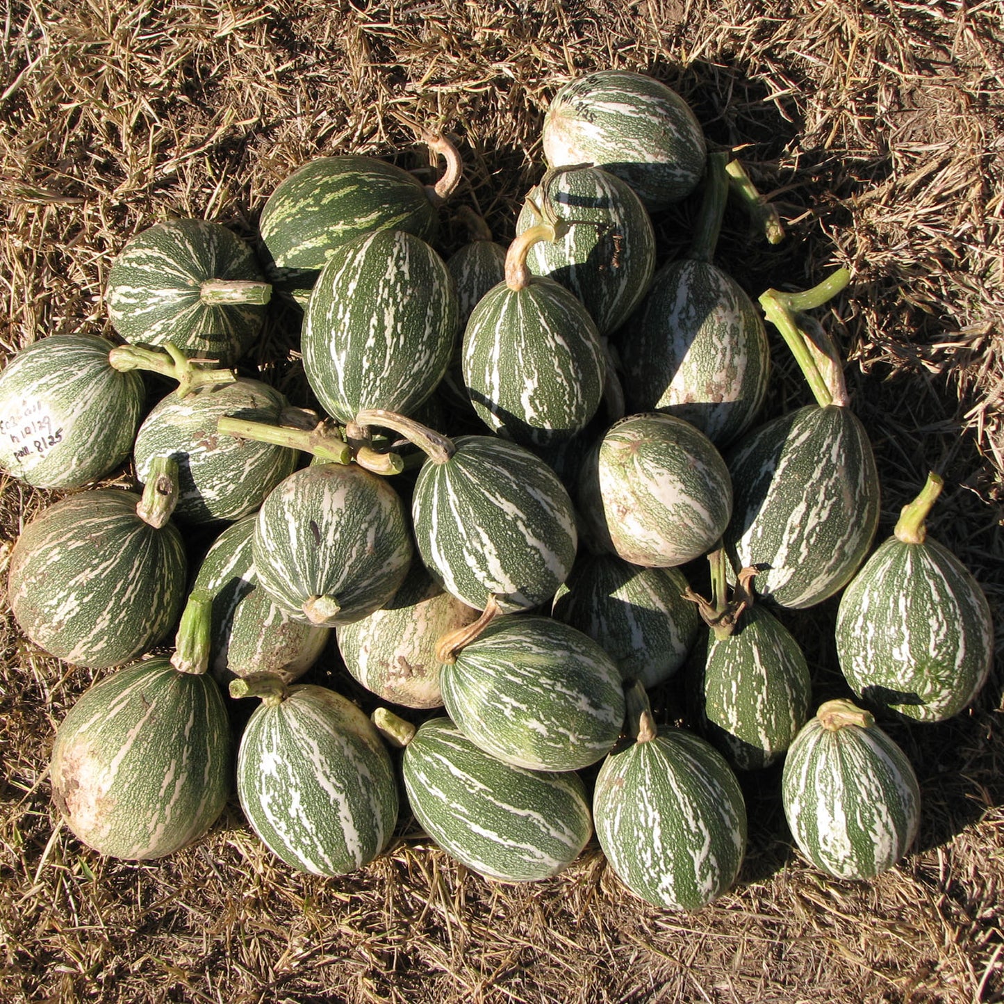 Halawe Chipu wild cushaw squash