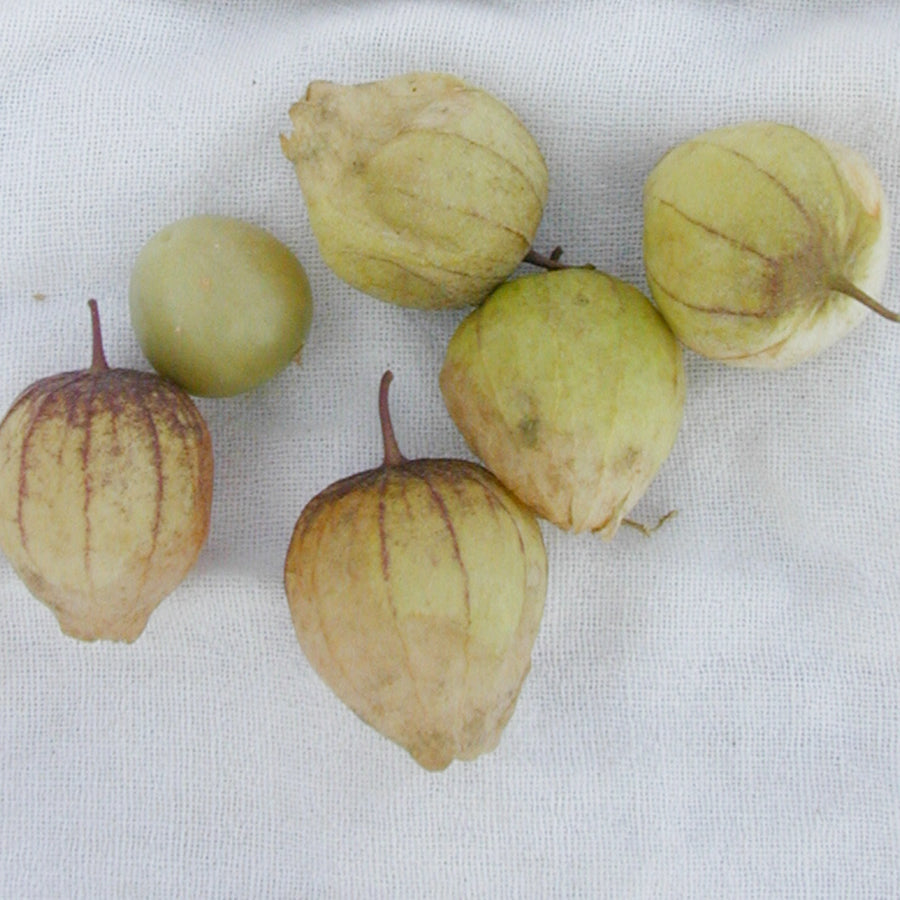 Tepehuan