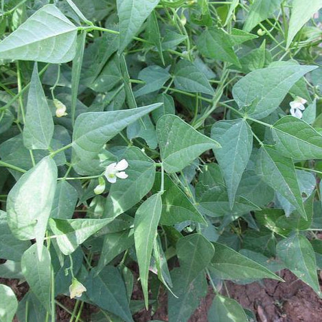 Cumpas White