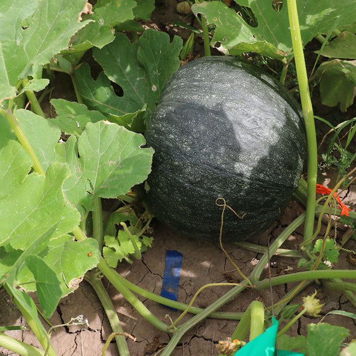 Acoma Pumpkin