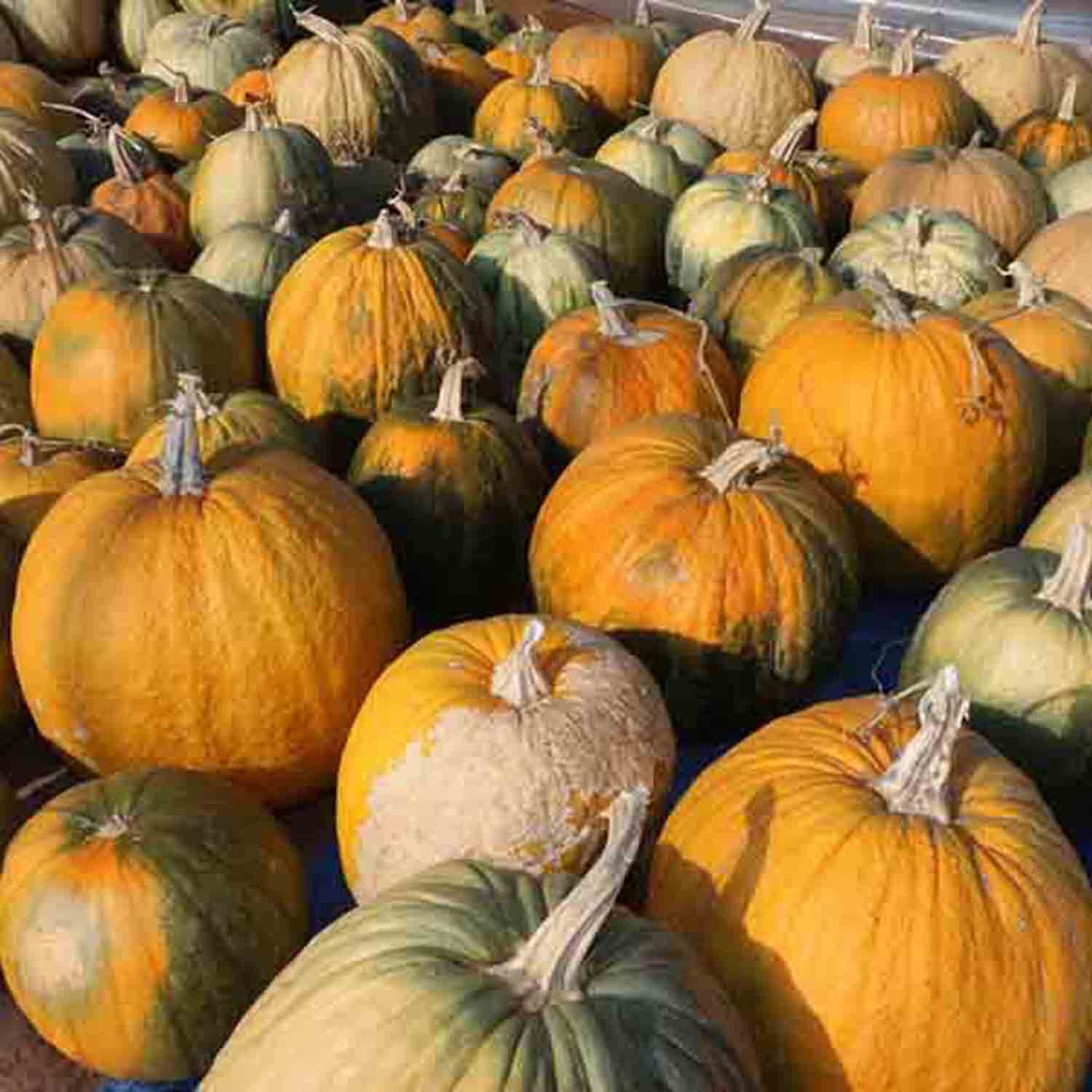 Acoma Pumpkin