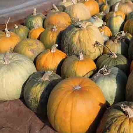 Acoma Pumpkin