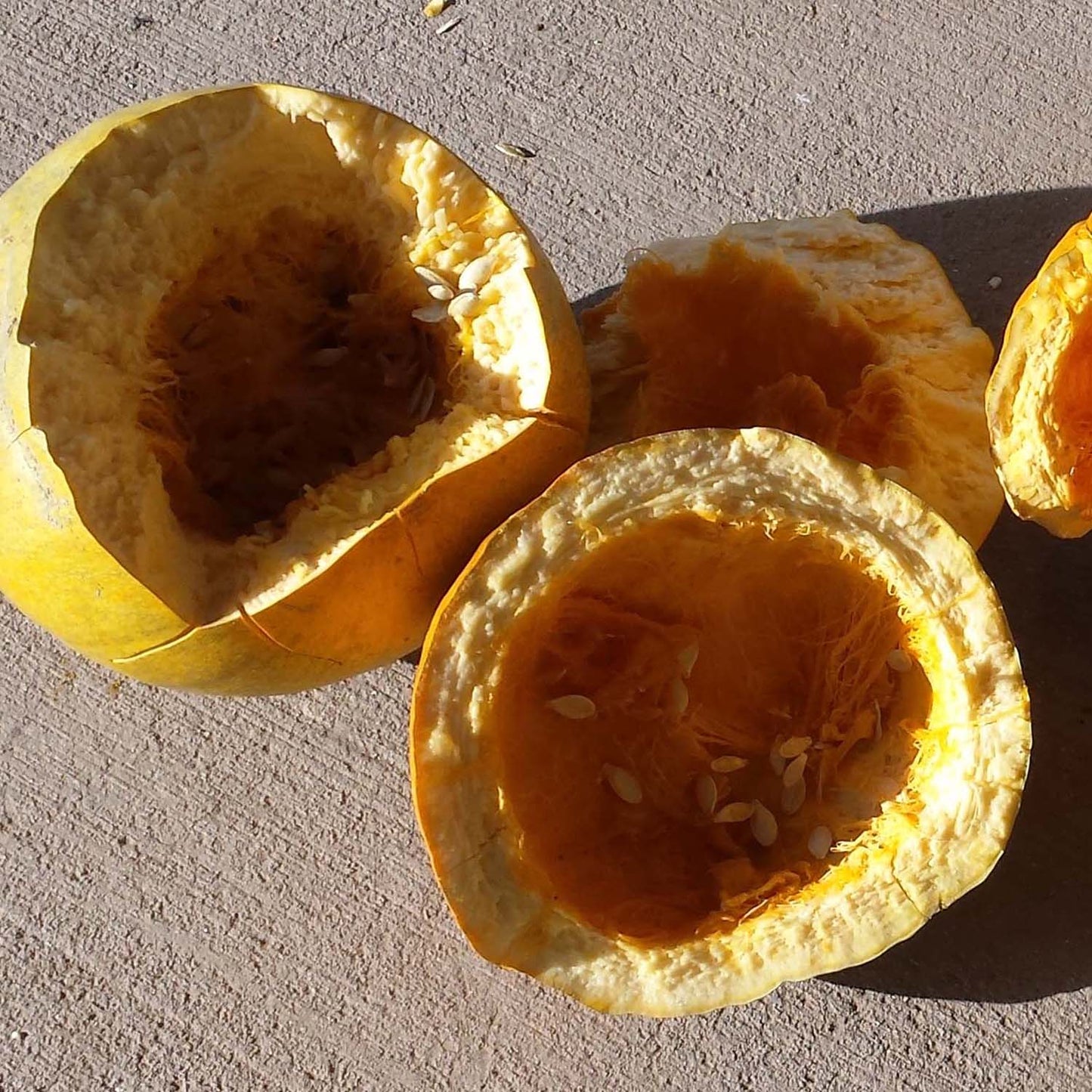 Acoma Pumpkin