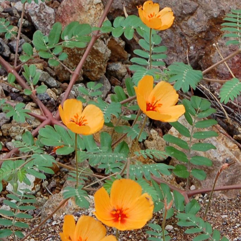 Kallstroemia grandiflora. The flowers on this sprawling summer bloomer are eye-catching yellow with red/orange centers. The plant will continue blooming for weeks in the heat of the summer. Plant seeds in spring or summer.
