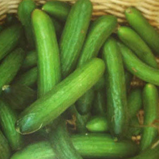 Beit Alpha Cucumber