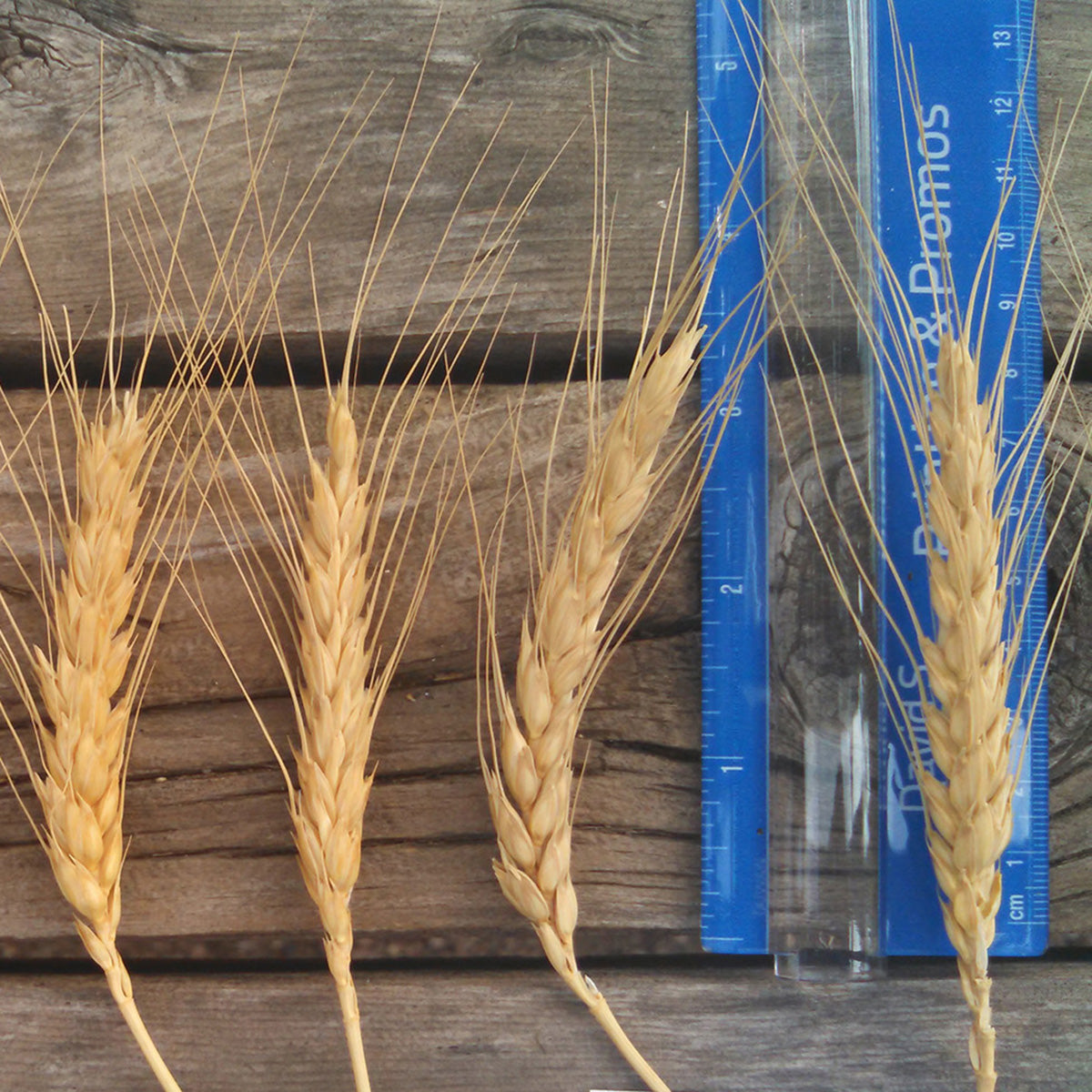 Baart Wheat