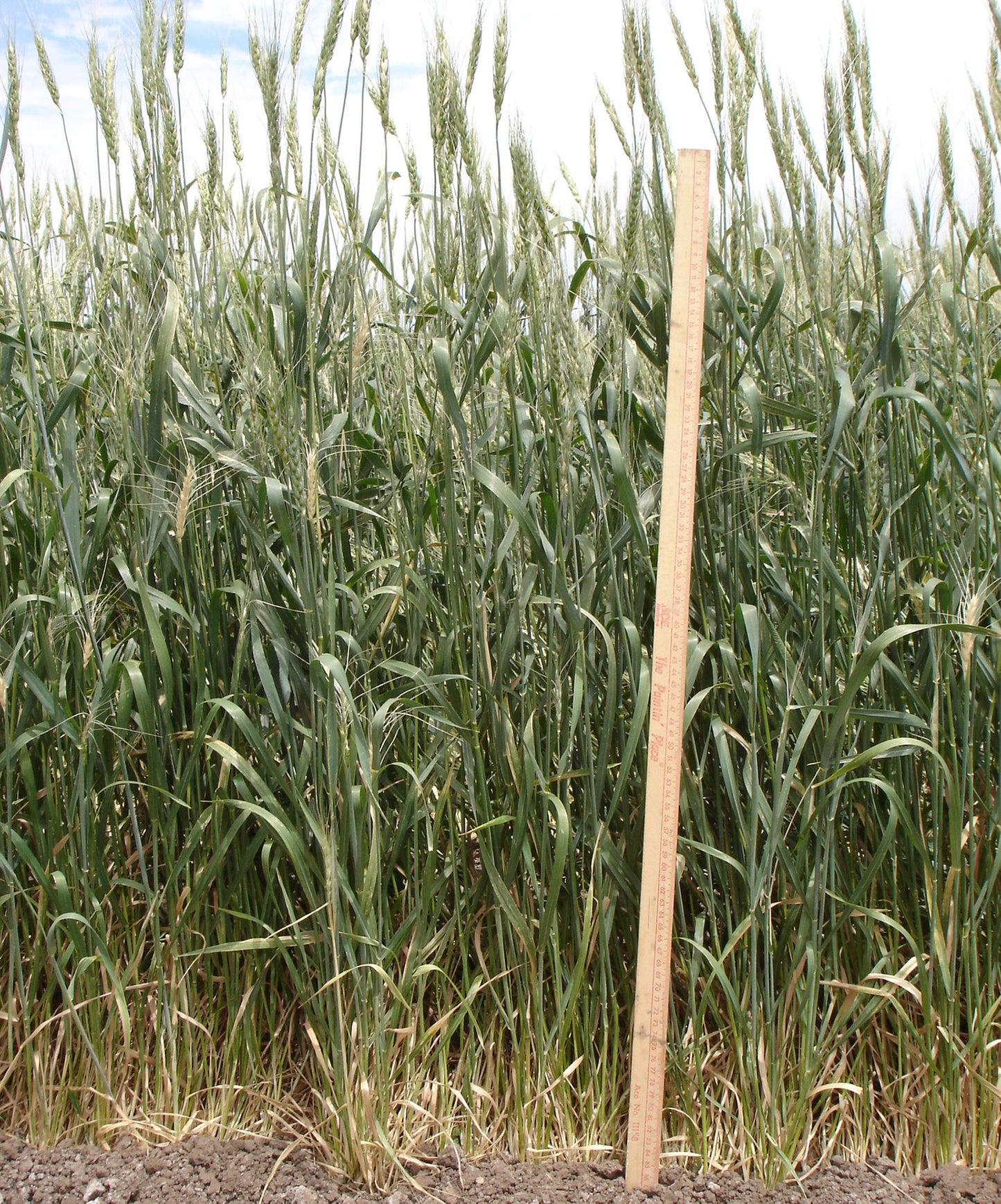 Baart Wheat
