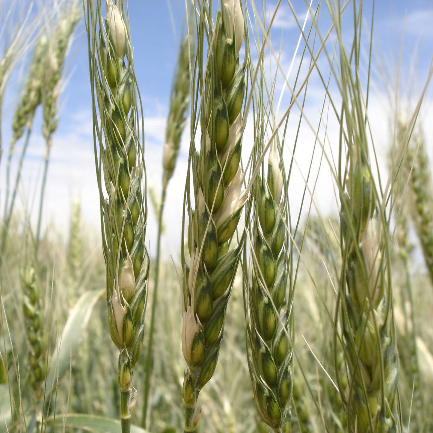 Baart Wheat