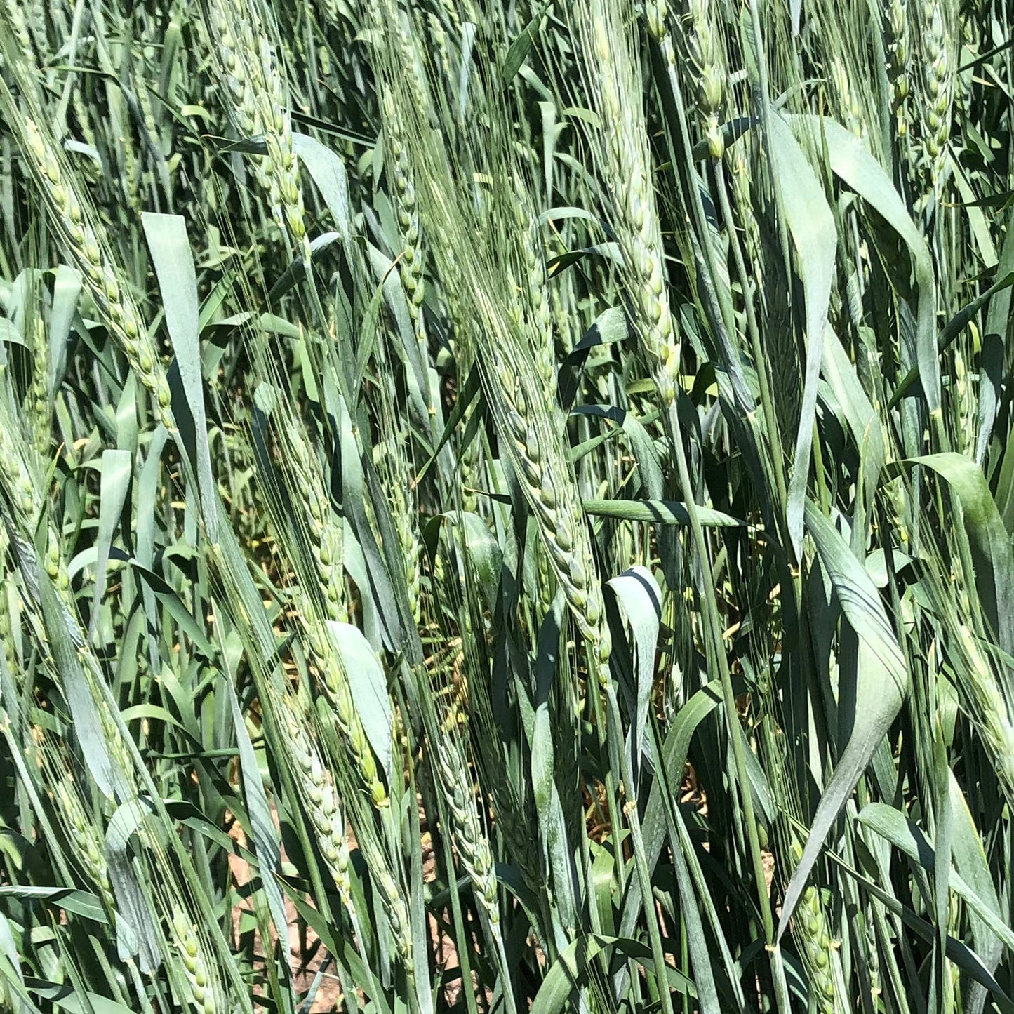 Baart Wheat