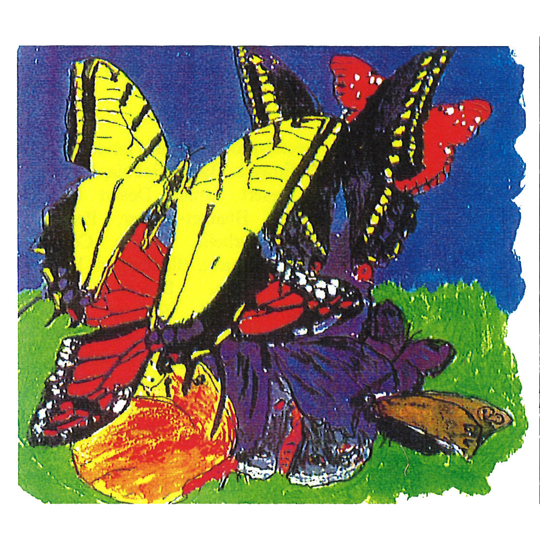 Backyard Full of Butterflies