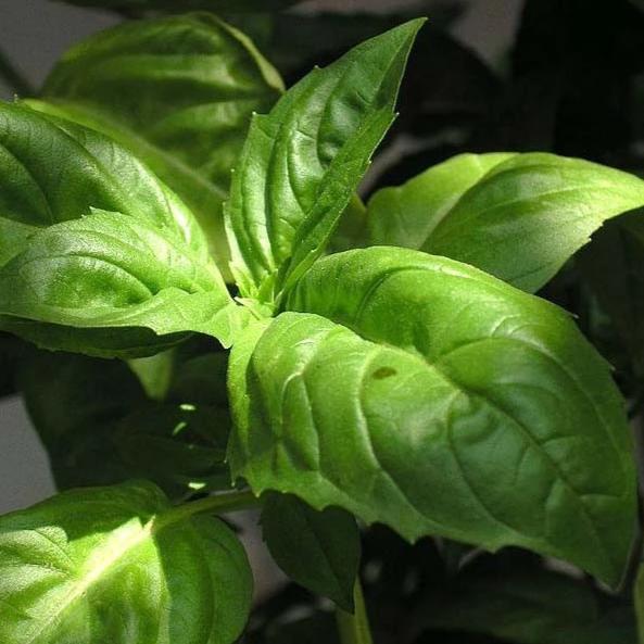 Italian Large Leaf Basil