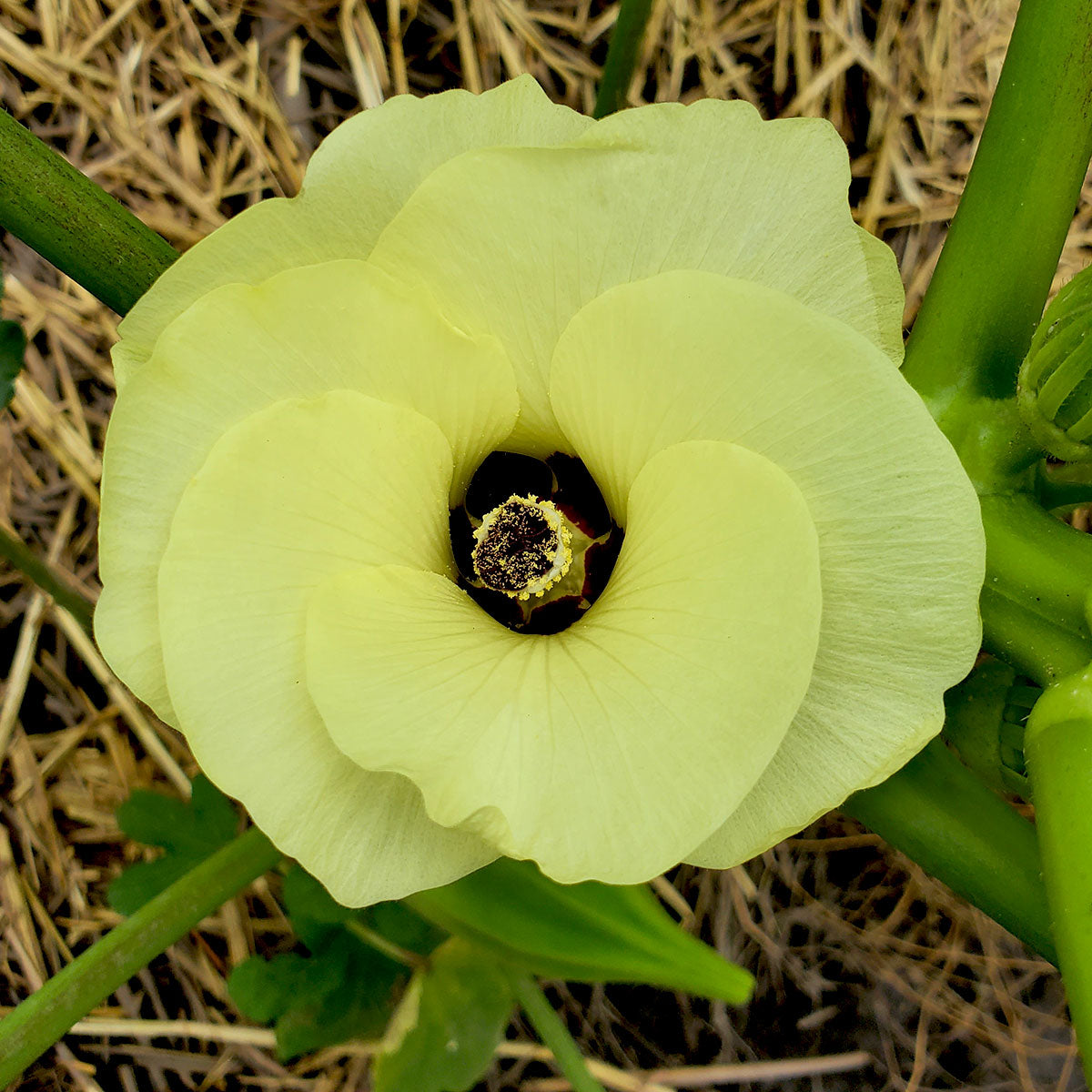 Beck's Gardenville Okra