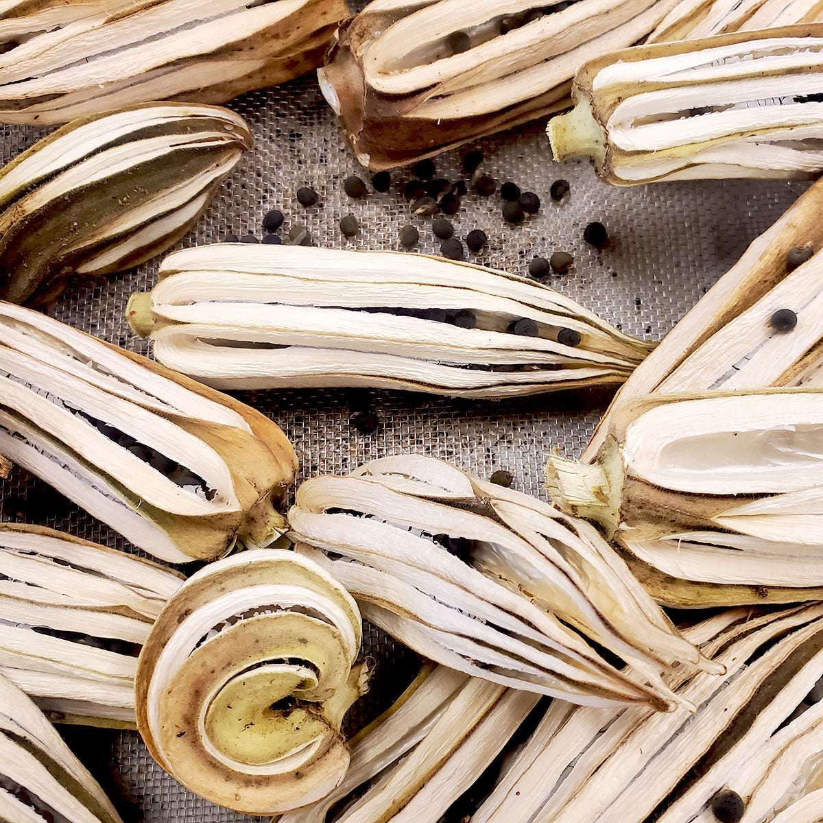 beck's gardenville okra seeds and pods