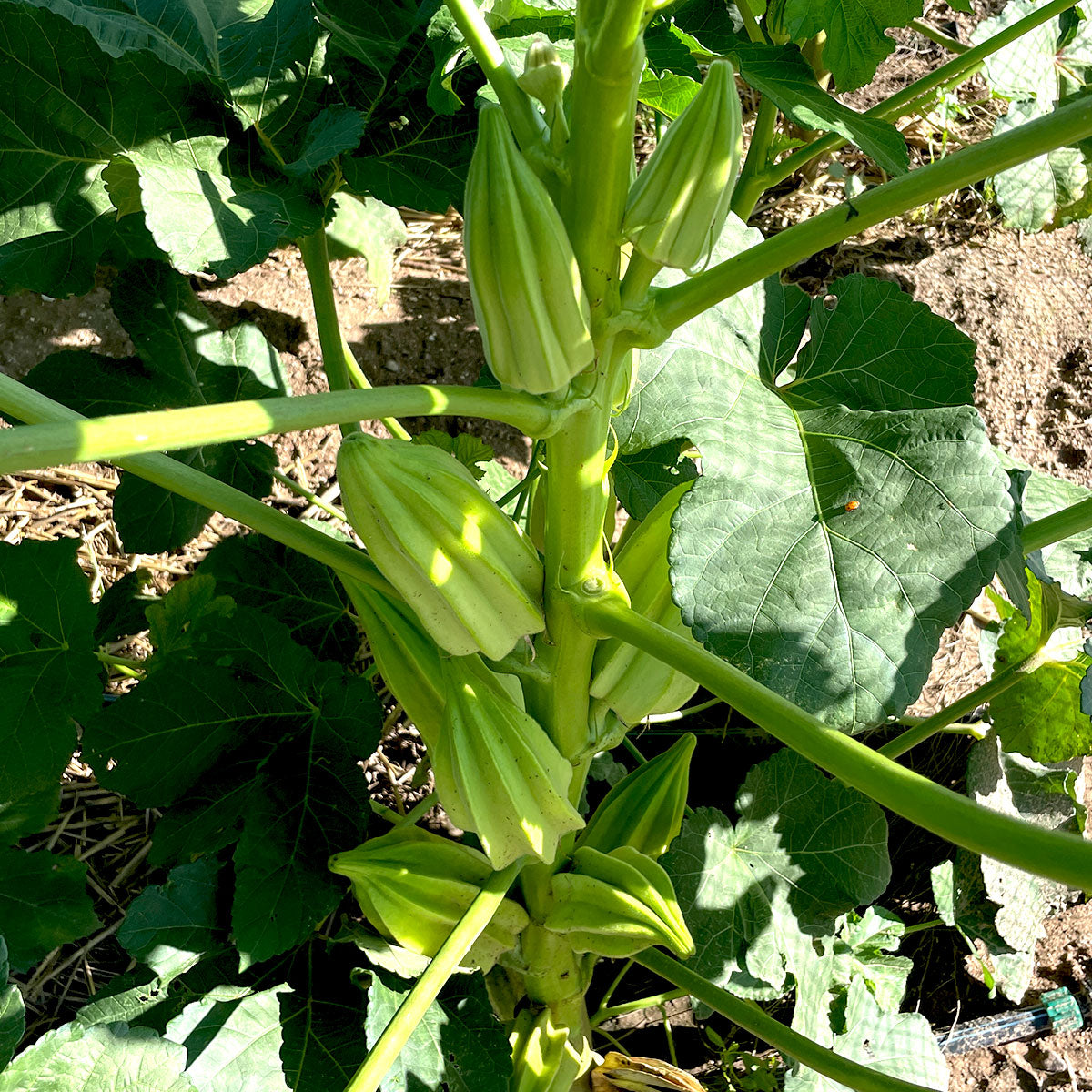 beck's gardenville okra seeds