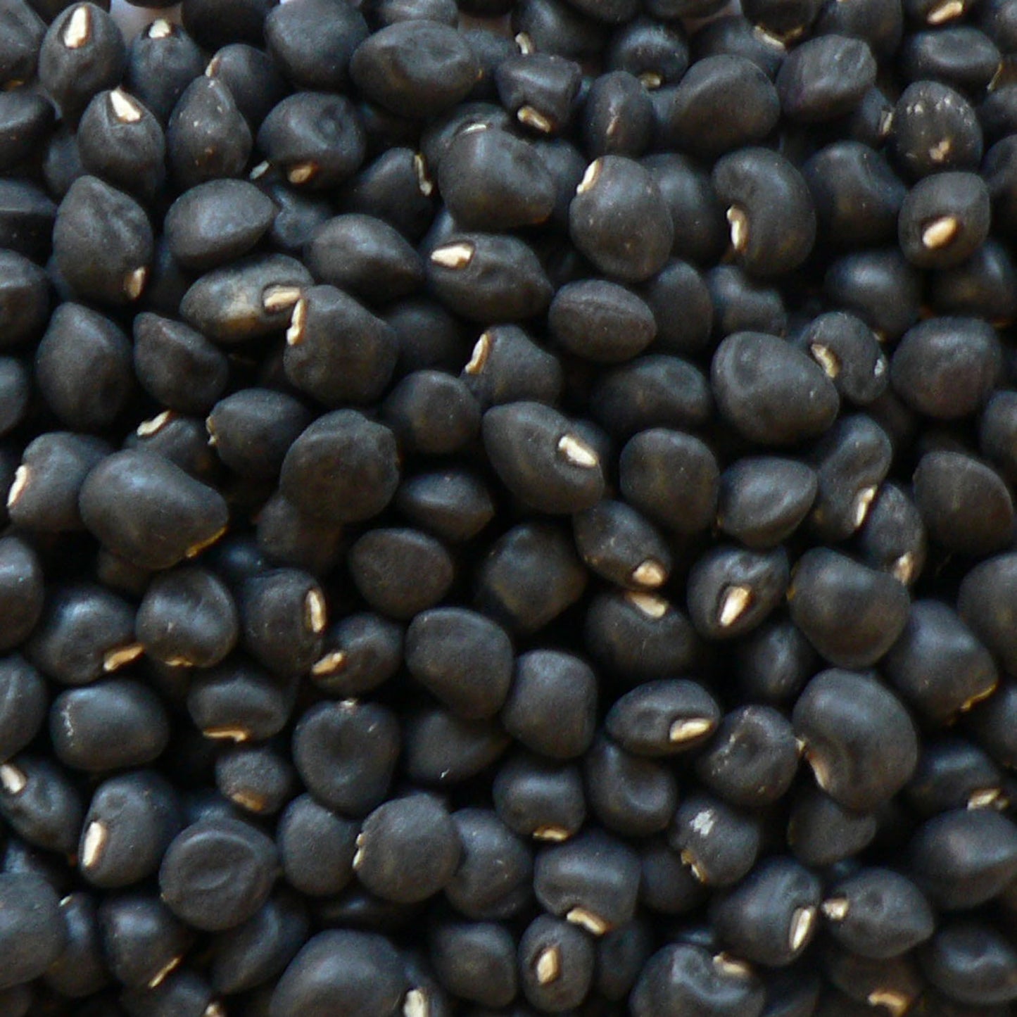 Bisbee Black