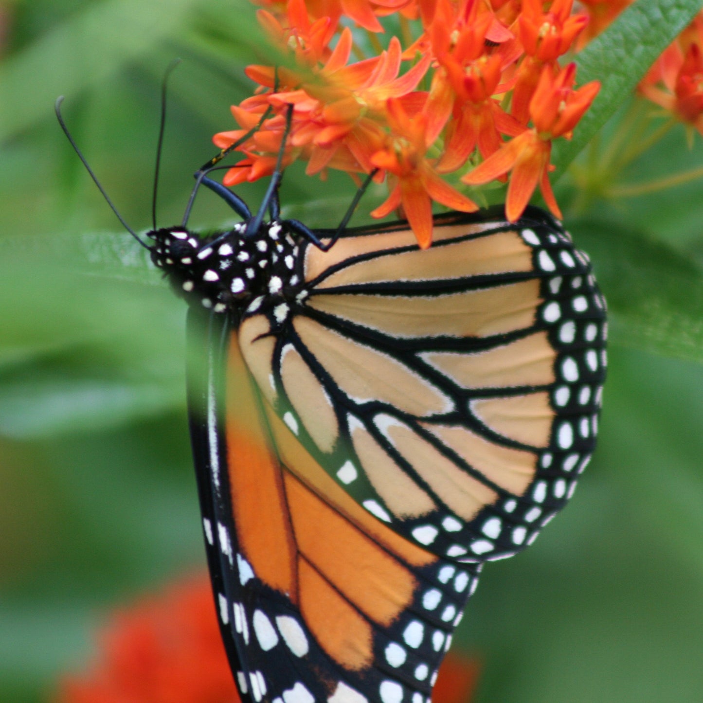 Butterfly Weed