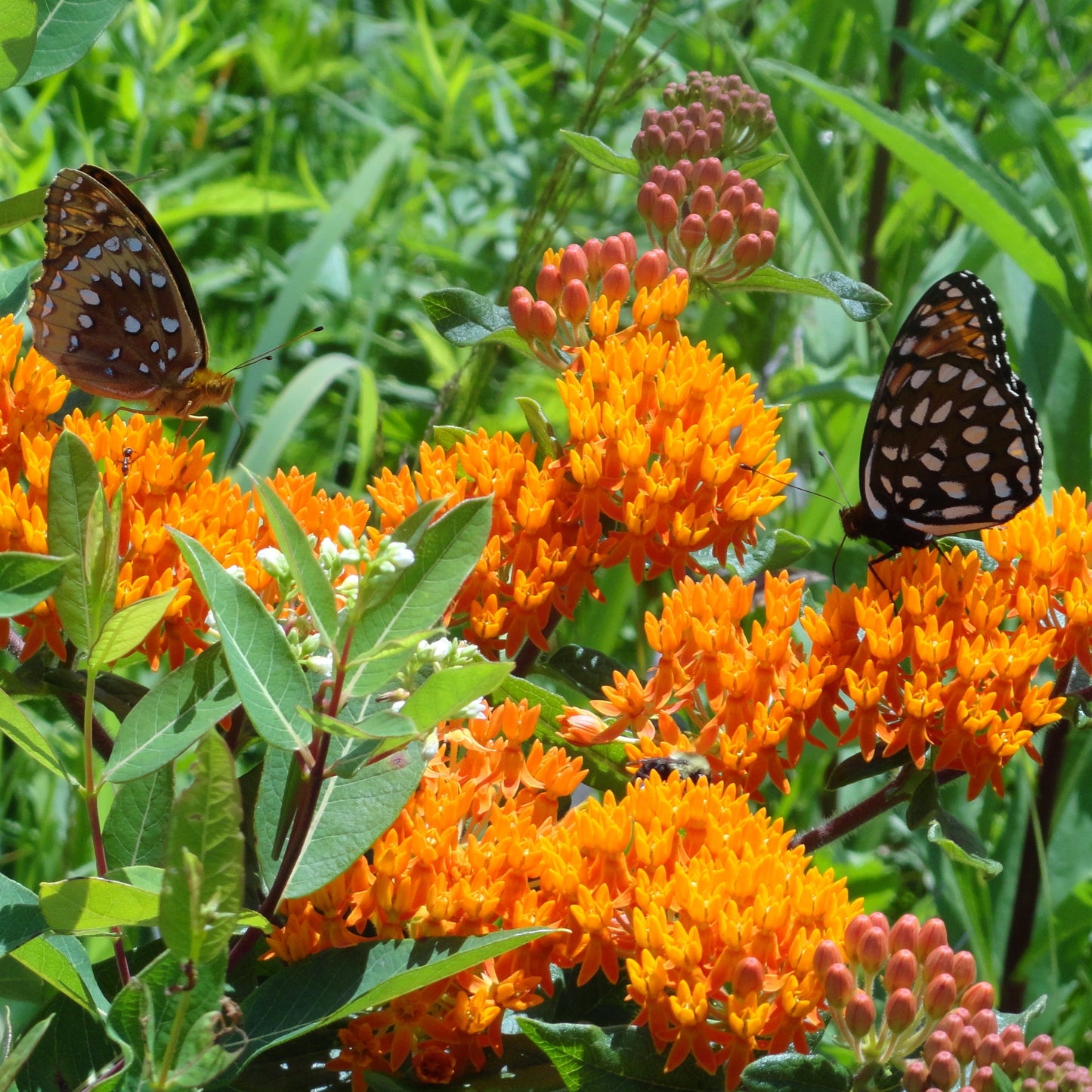 Butterfly Weed